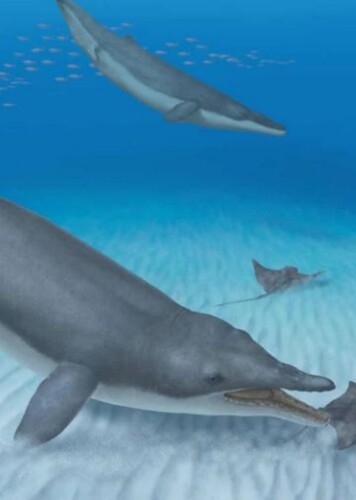 Mystacodon