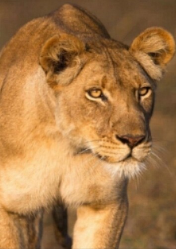 Nala