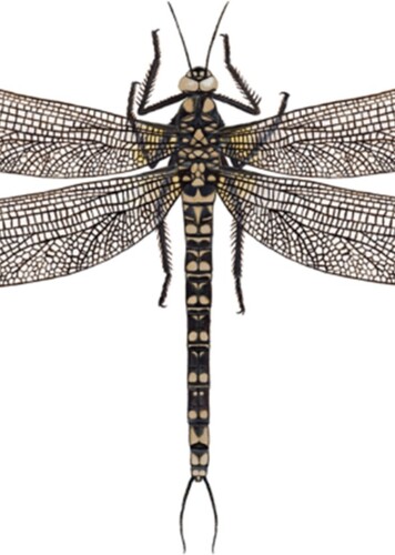 Namurotypus