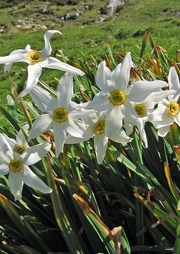 Narcissus