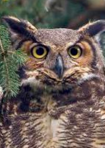 Father Owl (voice)