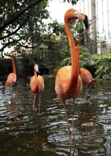 National Aviary
