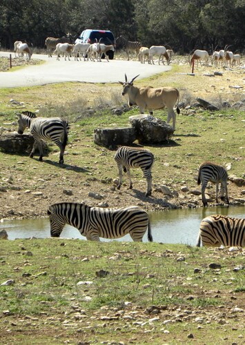 Natural Bridge Wildlife Ranch