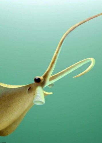 Nectocaris