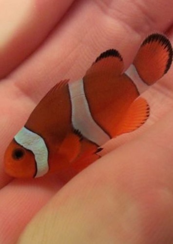 Nemo