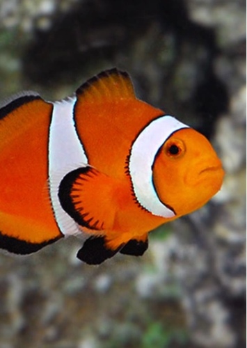 Nemo