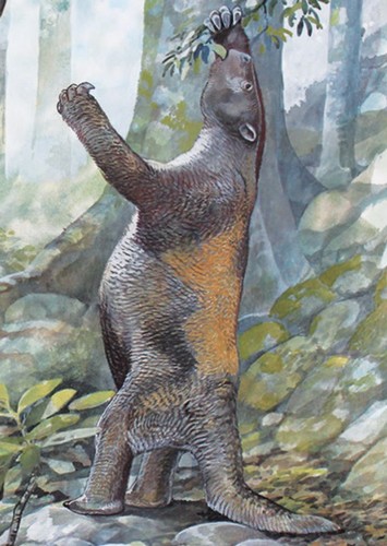 Neocnus