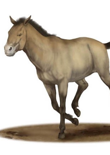 Neohipparion