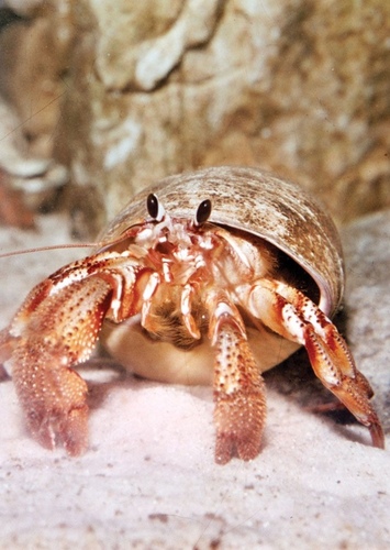 Neon crab