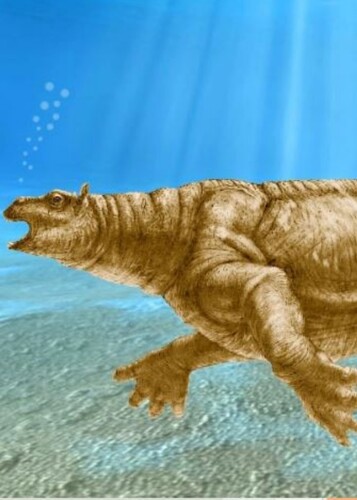 Neoparadoxia