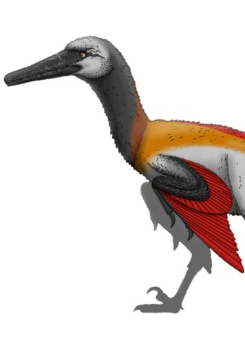 Neuquenraptor