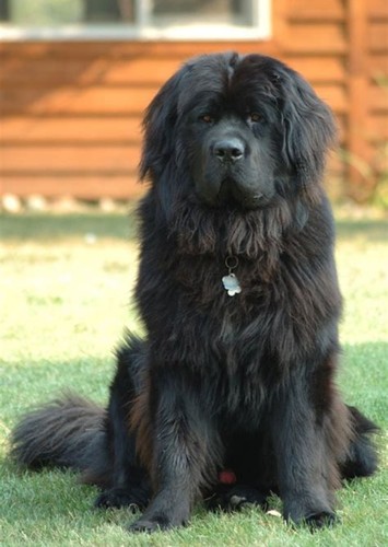Newfoundland