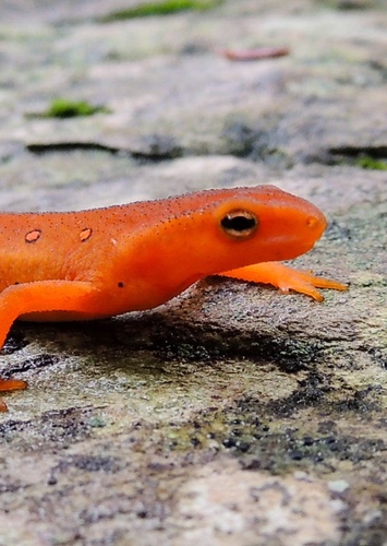 Newt