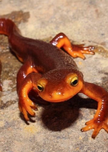 Newt