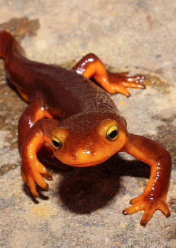 Newton the Newt