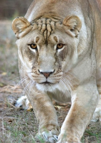 Nikita Lioness
