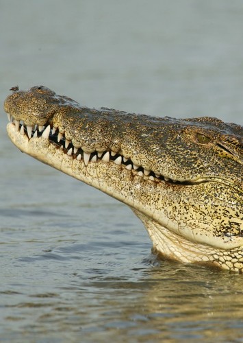 Nile Crocodile