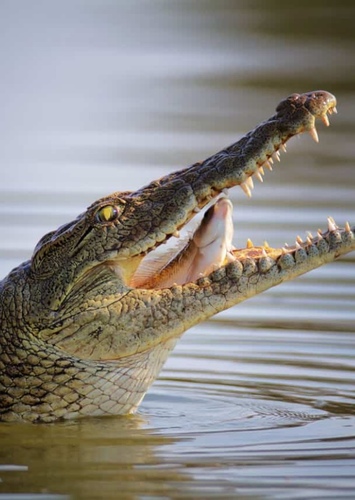 Nile Crocodile