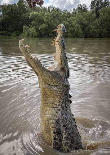 Nile Crocodile