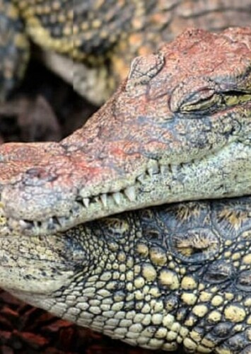 Nile Crocodile