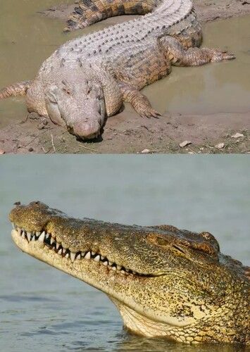 Nile Crocodile/Saltwater Crocodile