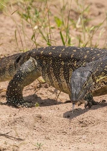 Nile Monitor