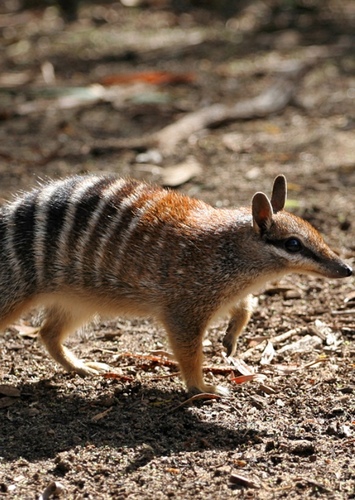 Nora the Numbat