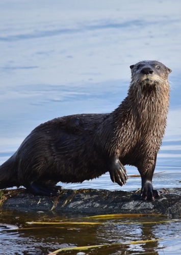 North American River Otter