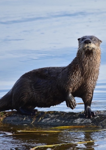 North American River Otter