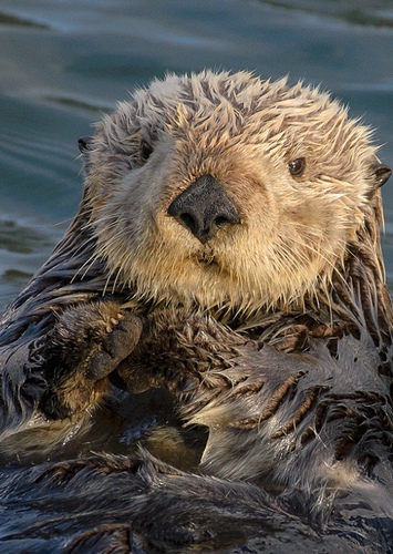 North American Sea Otter