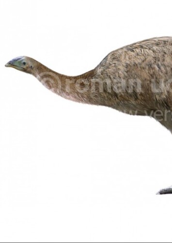 North Island Giant Moa