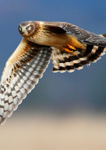 Northern Harrier