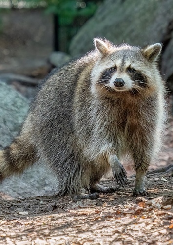 Northern Raccoon