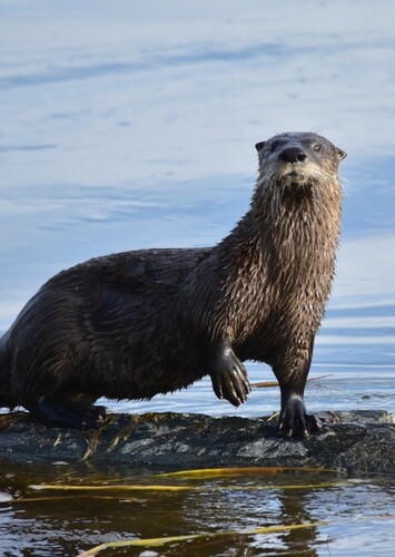 Northern River Otter