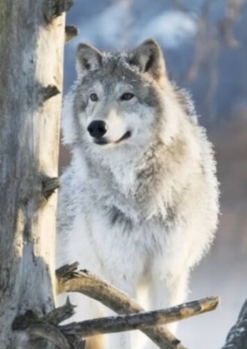 Northern Rocky Mountain Wolf