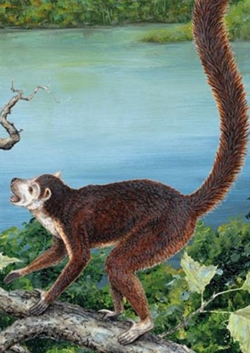 Notharctus