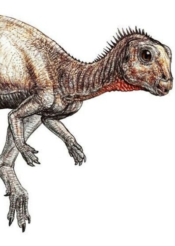 Notohypsilophodon