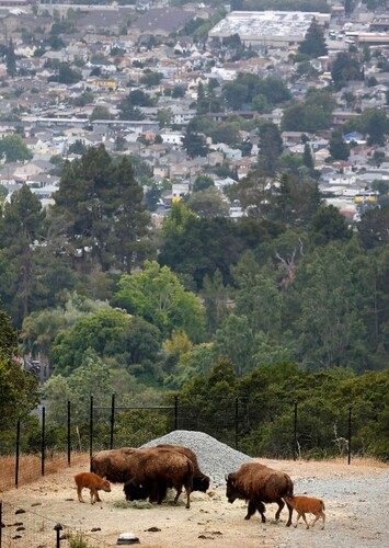 Oakland Zoo