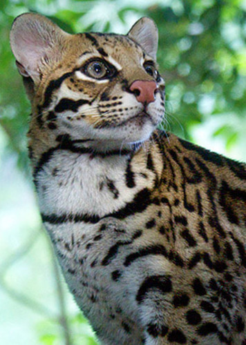 Ocelot