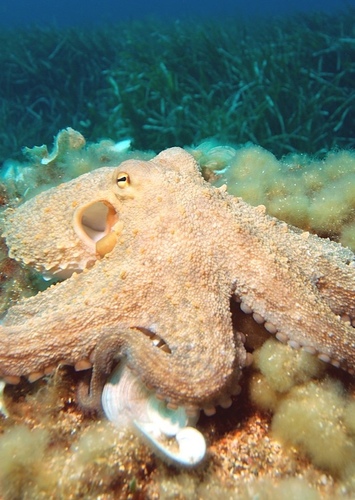 Otto the Octopus