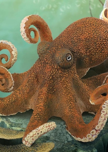 Octopus