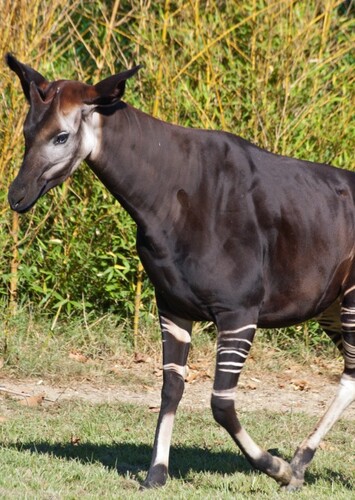 Okapi