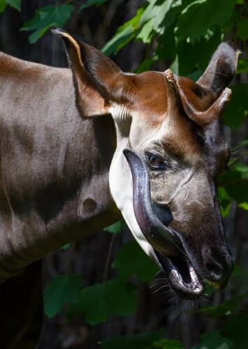 Okapi