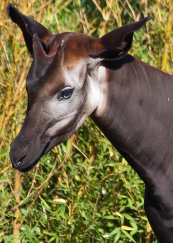 Okapi