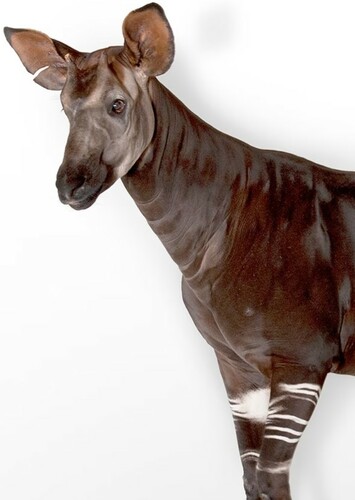 Okapi