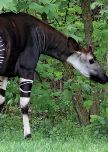 Okapi