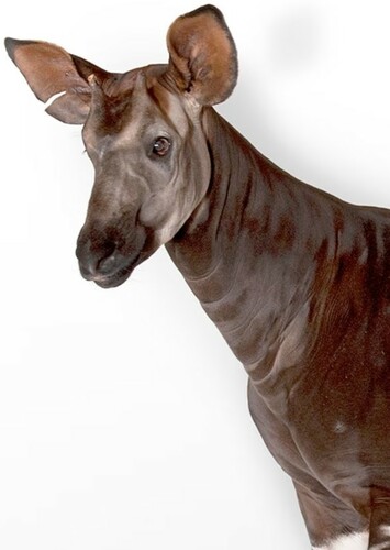Okapi