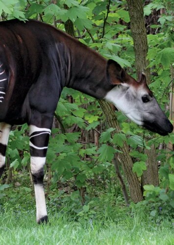 Okapi