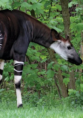 Okapi