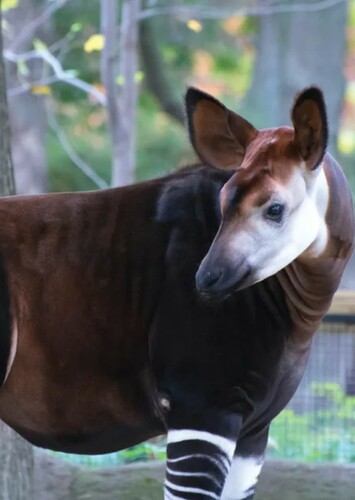 Okapi